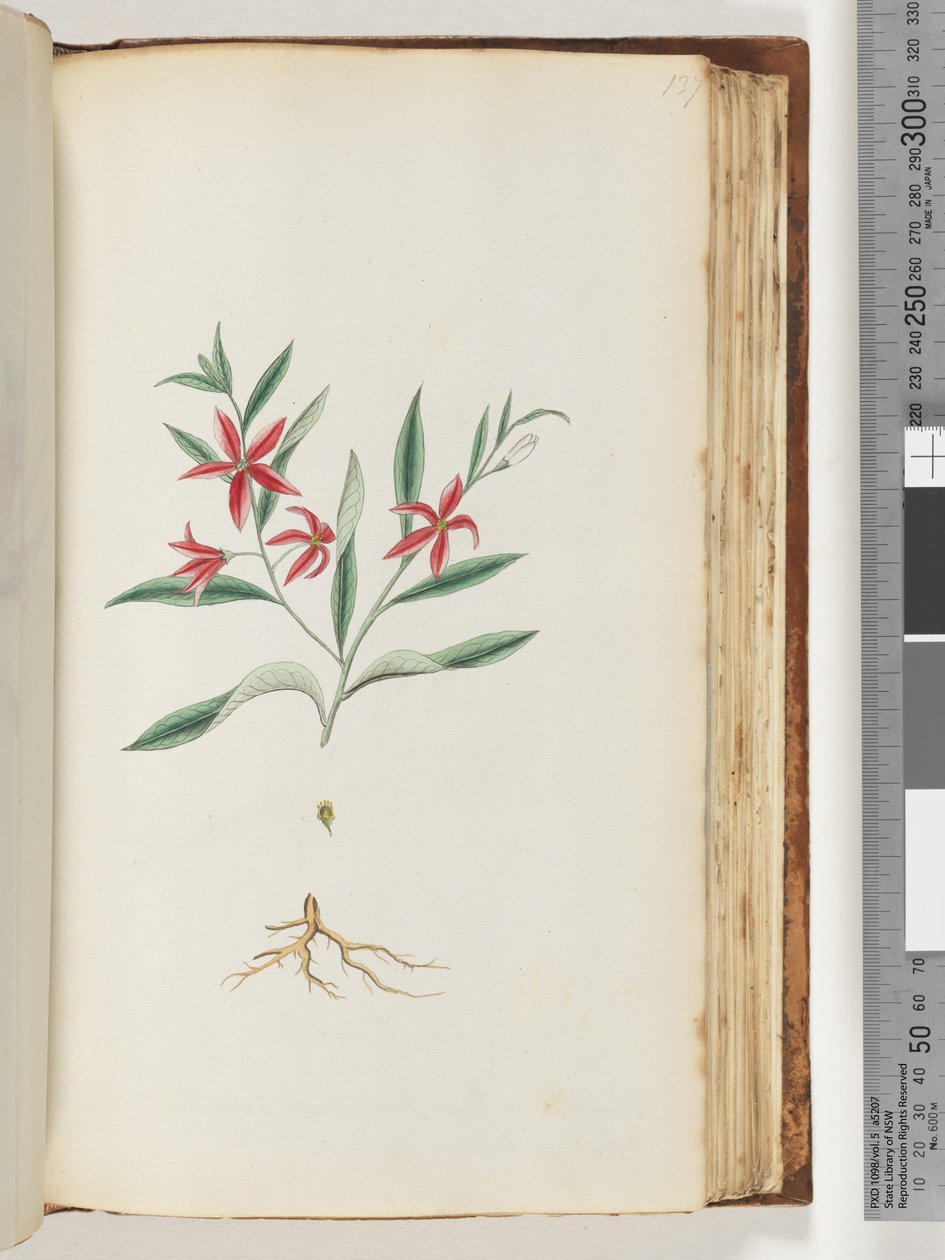 Pagina 137. Onbekende plant door Unknown artist