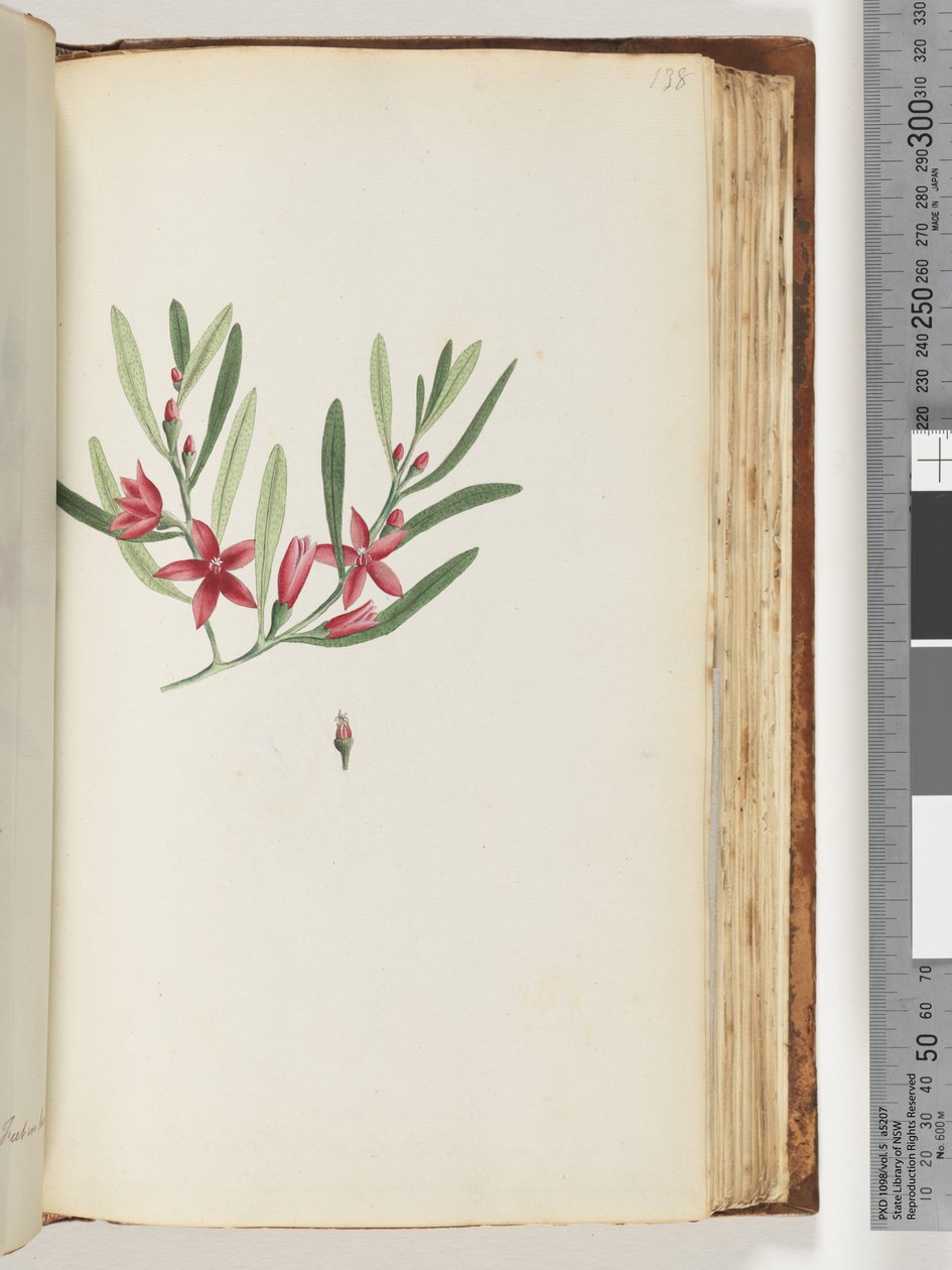 Pagina 138. Naamloze bloeiende plant en insect door Unknown artist