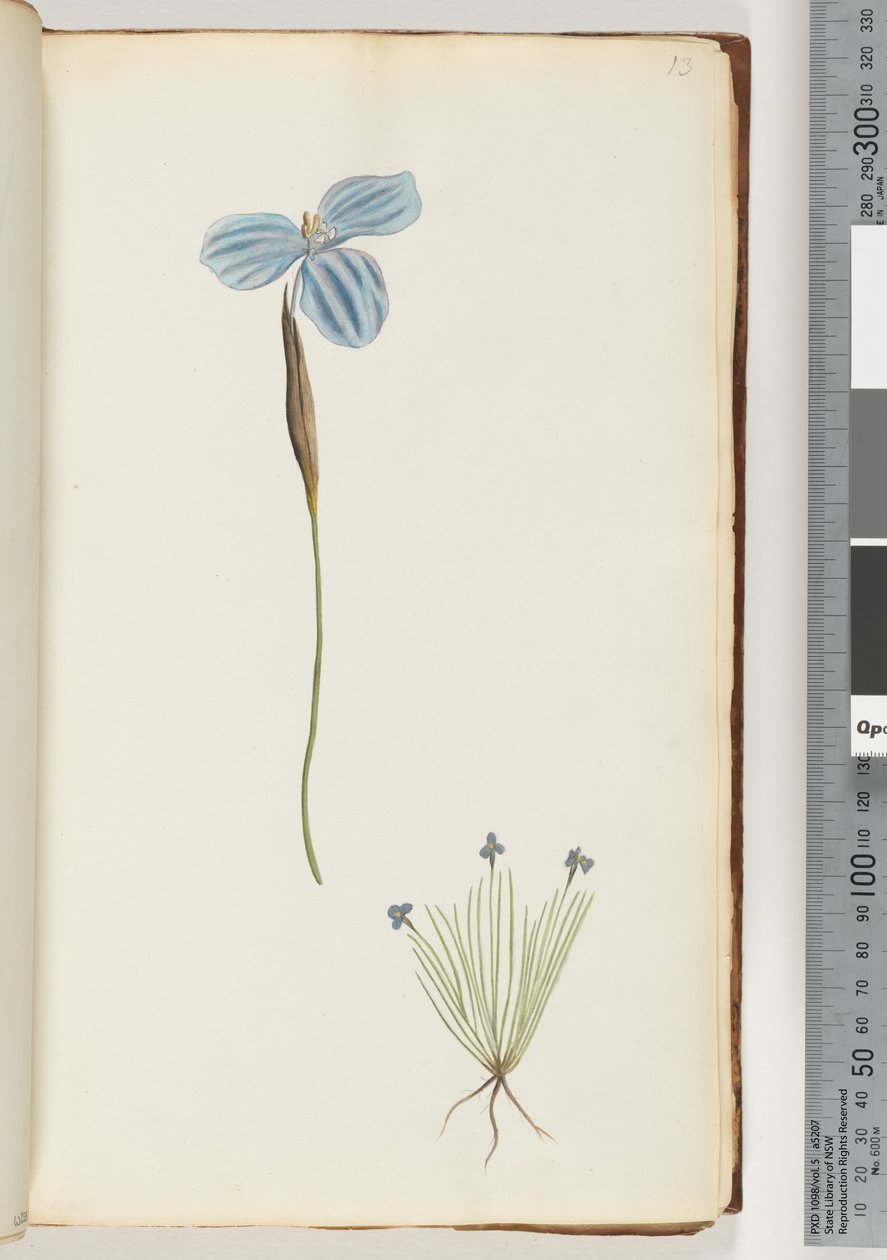 Pagina 13. Onbekende plant door Unknown artist