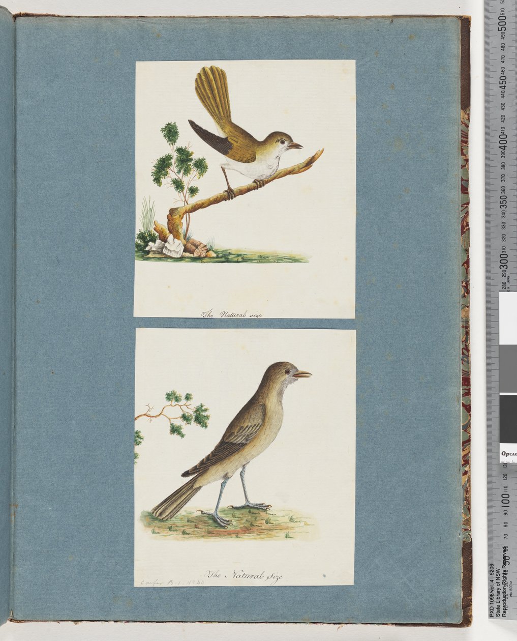 Pagina 142. Onbekende Vogel. 143. Onbekende Vogel door Unknown artist