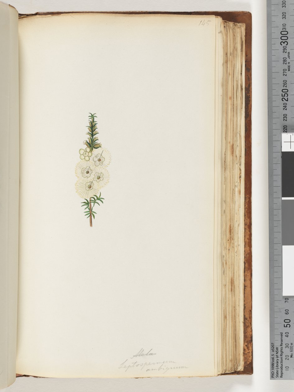 Alela / Leptospermum ambiguum door Unknown artist