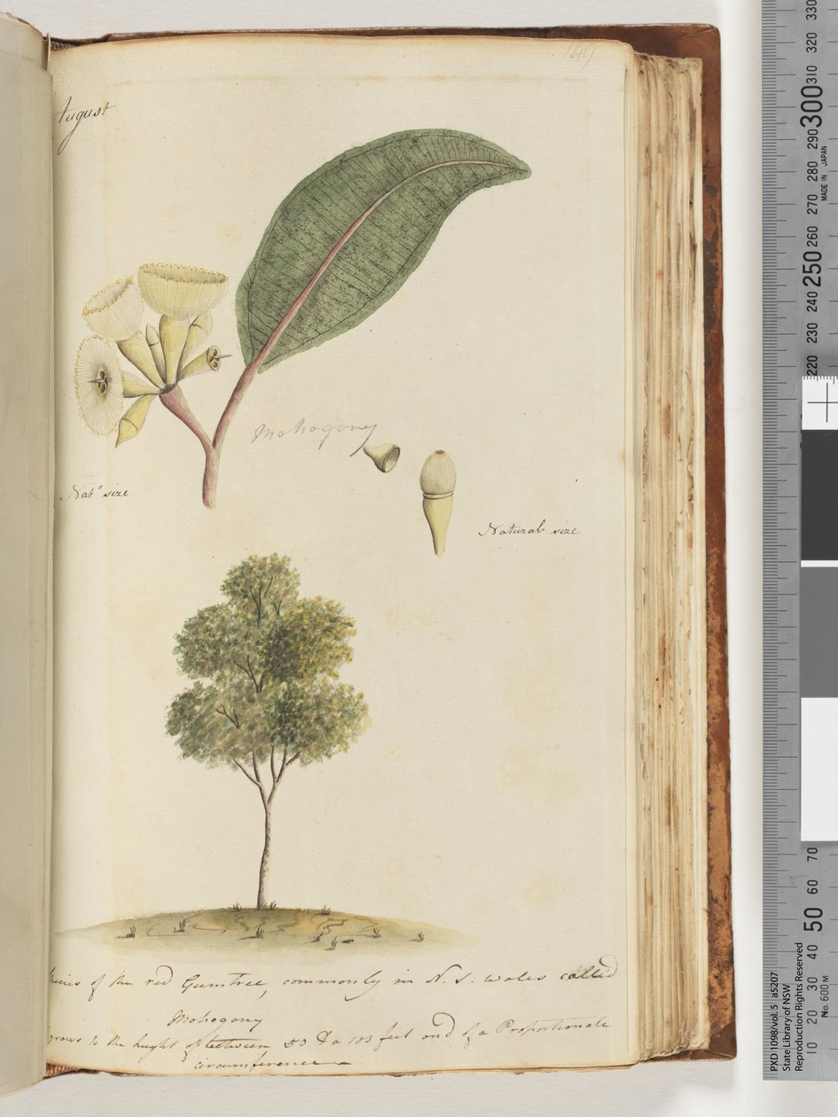 Pagina 149. Natuurlijke grootte, een soort van de rode gomboom, gewoonlijk in N.S.W. Mohogony genoemd door Unknown artist