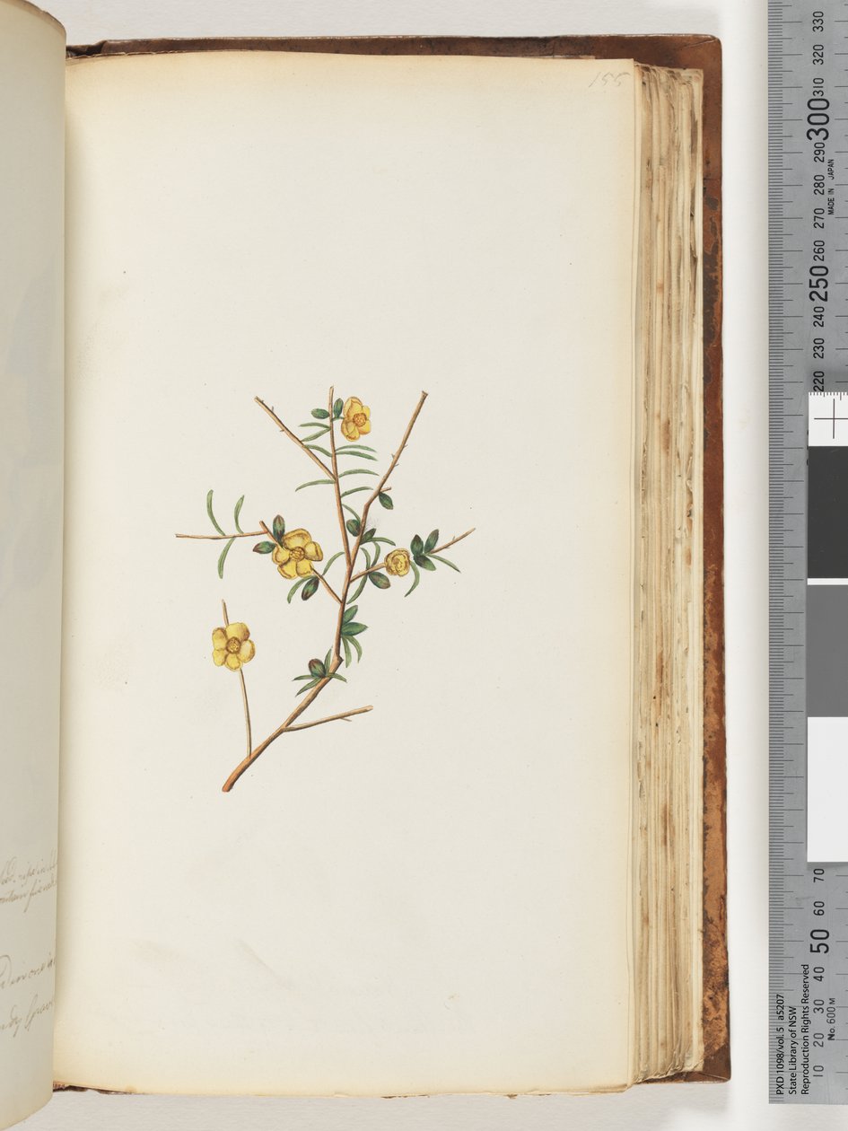 Pagina 155. Onbekende plant door Unknown artist