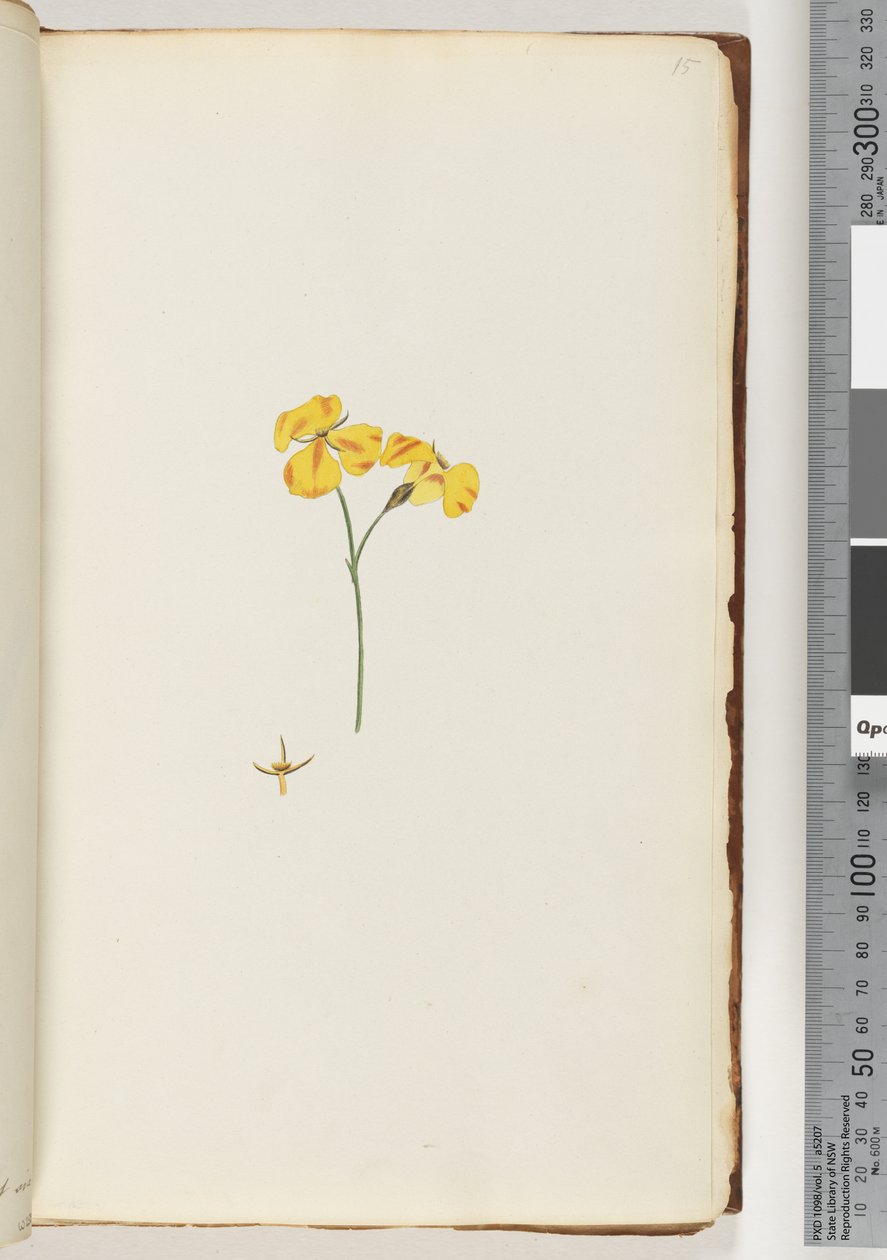 Pagina 15. Onbekende plant door Unknown artist
