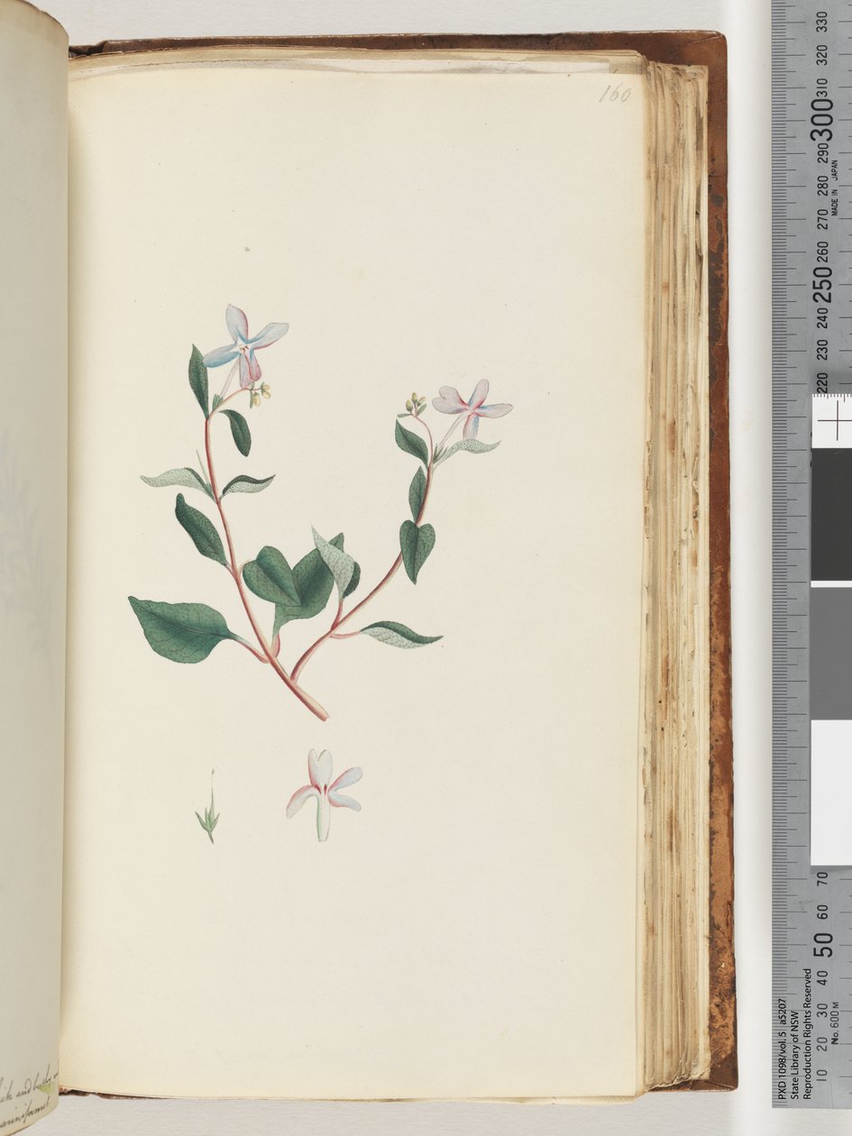 Pagina 160. Onbekende plant door Unknown artist