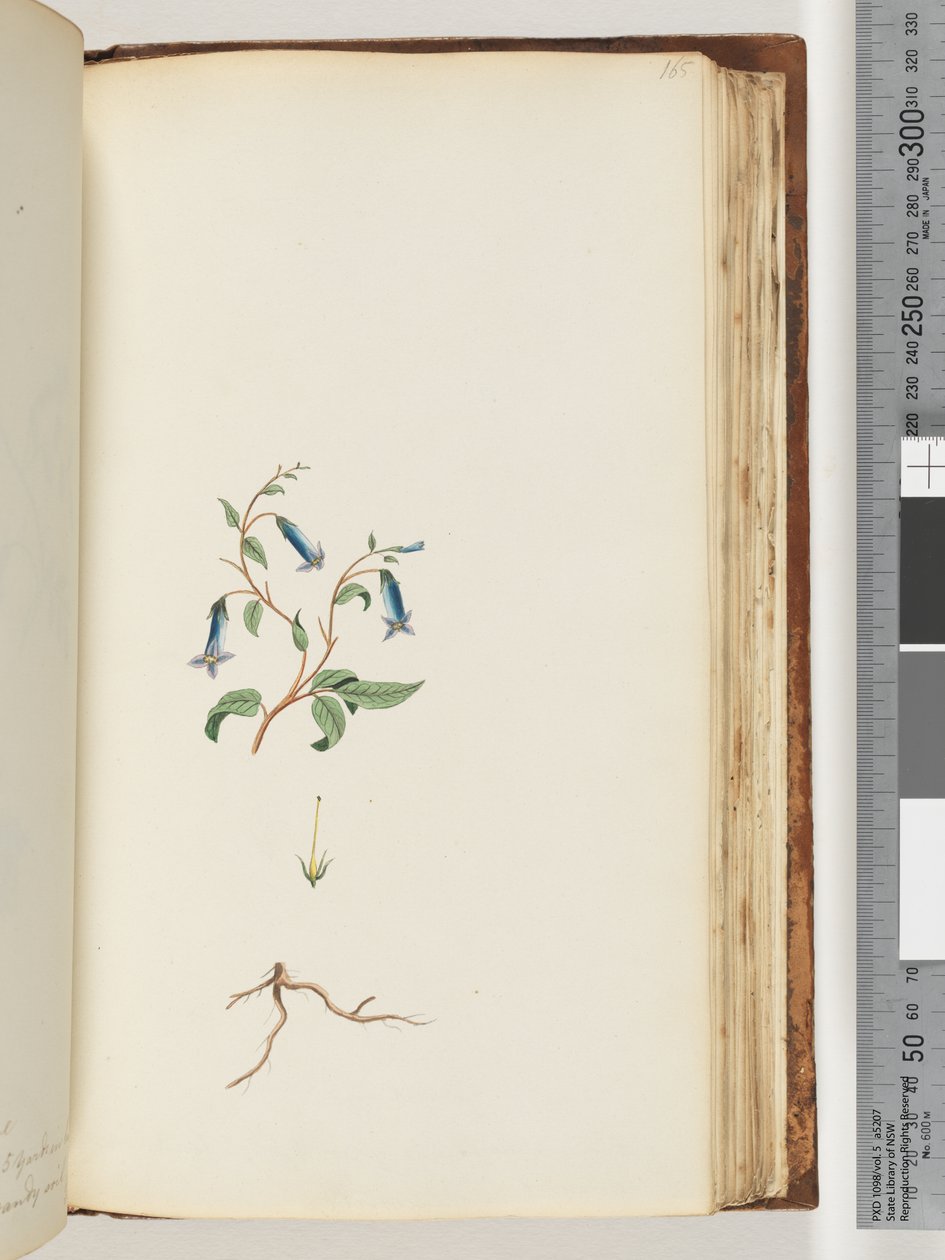 Pagina 165. Onbekende plant door Unknown artist