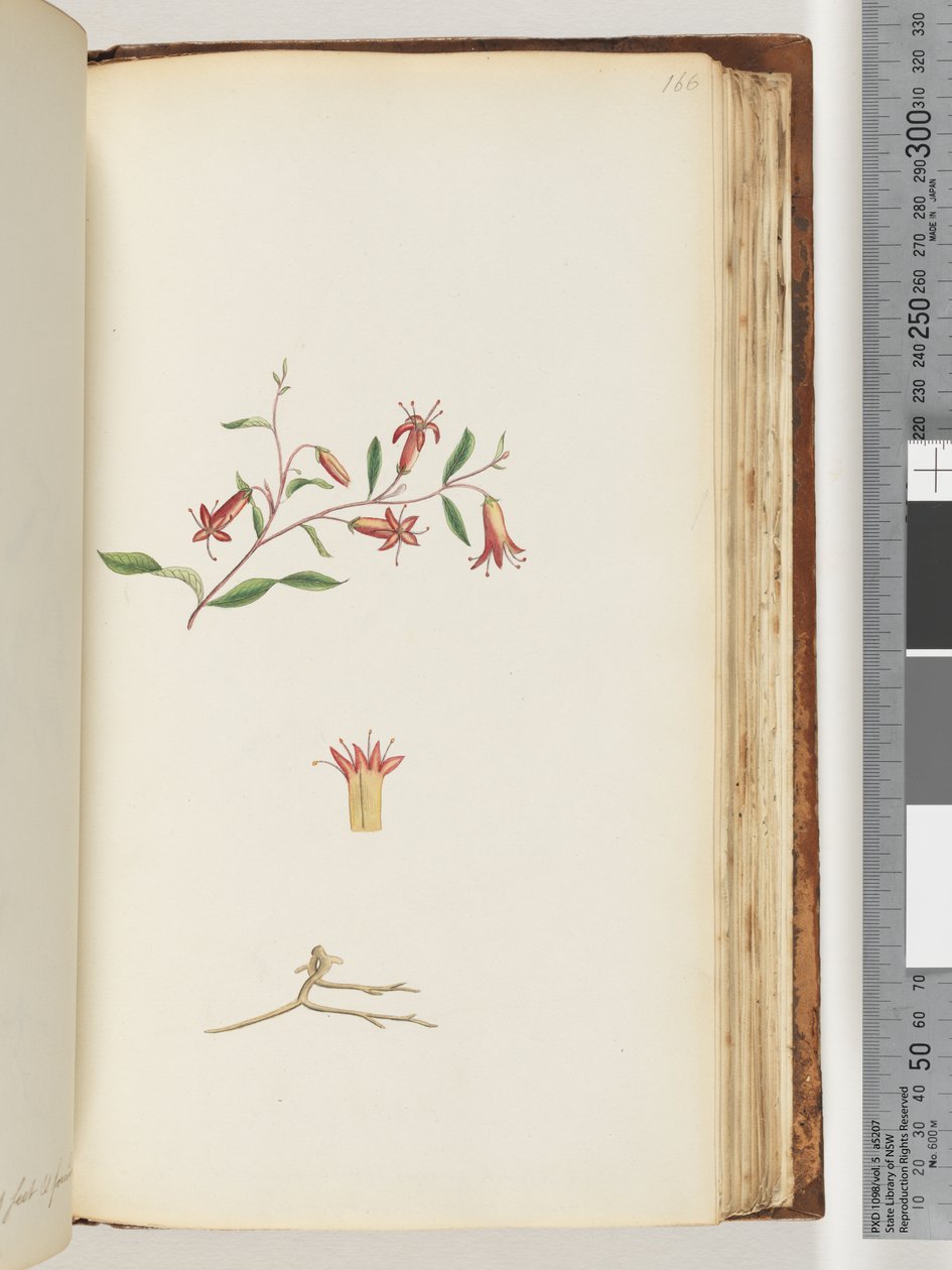Pagina 166. Onbekende plant door Unknown artist