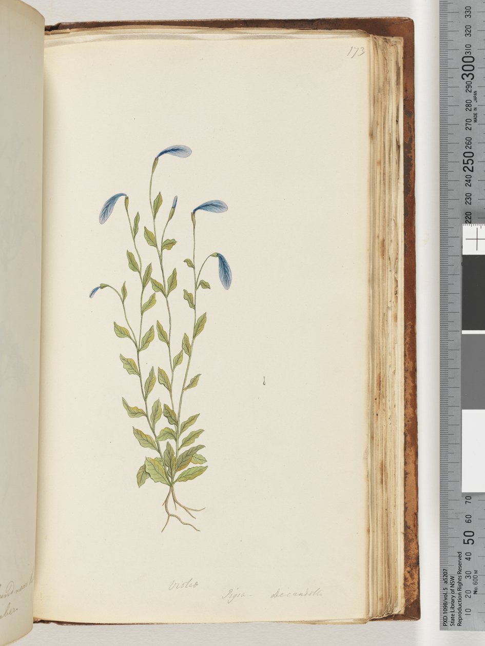 Pagina 173. Violet. Pigia, Decandolli door Unknown artist