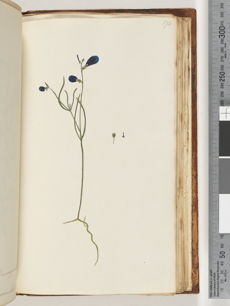 Pagina 174. Onbekende plant door Unknown artist