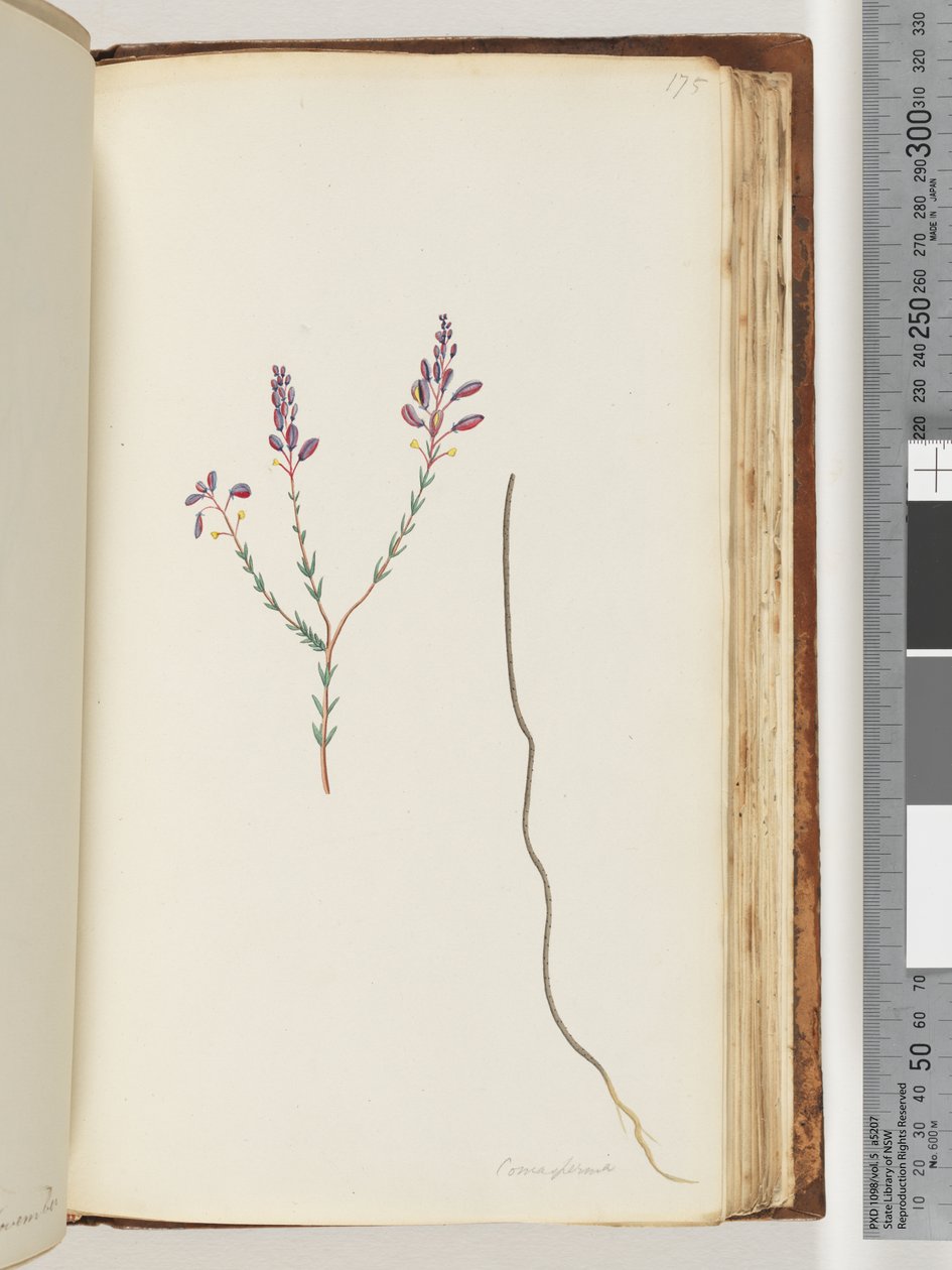 Pagina 175. Comaspernia door Unknown artist
