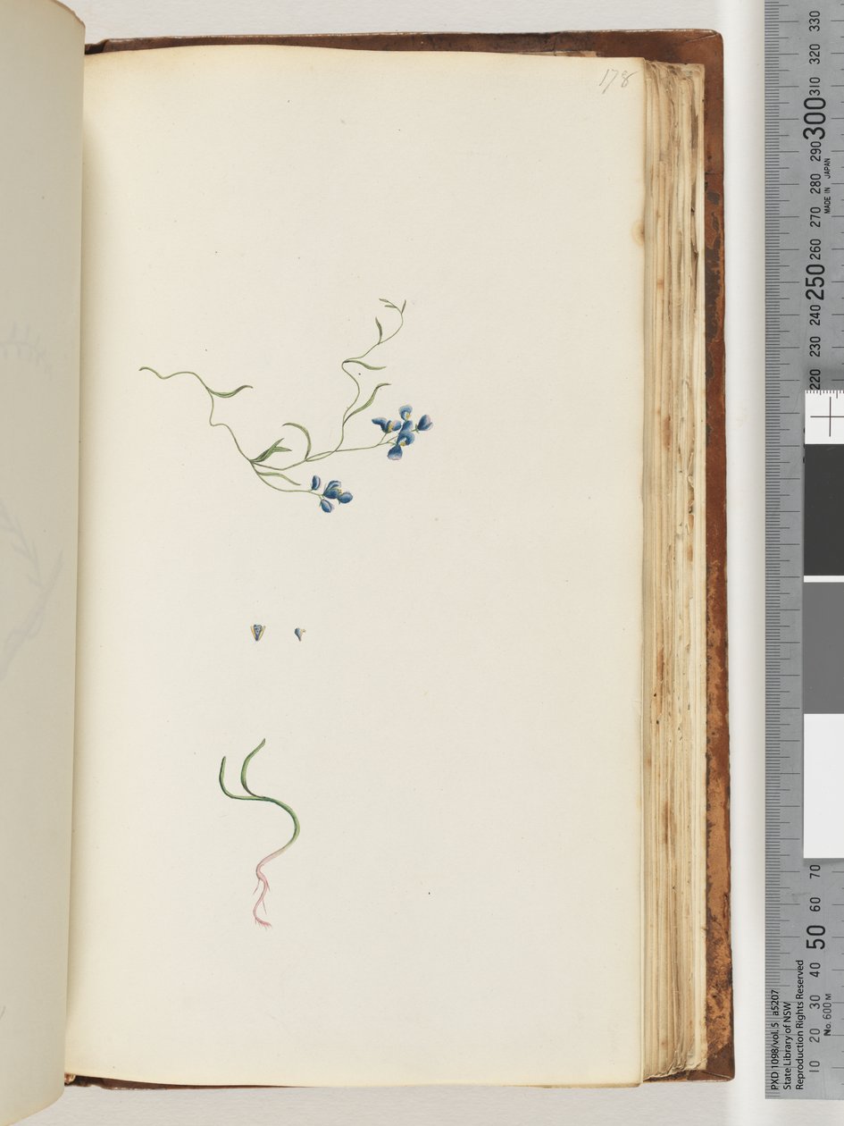 Pagina 178. Onbekende plant door Unknown artist