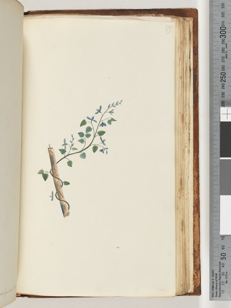Pagina 179. Onbekende plant door Unknown artist