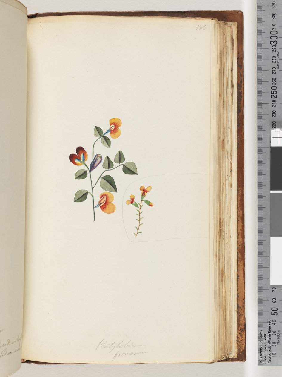 Pagina 180. Platylobium formosum / Handsome Flat-pea door Unknown artist