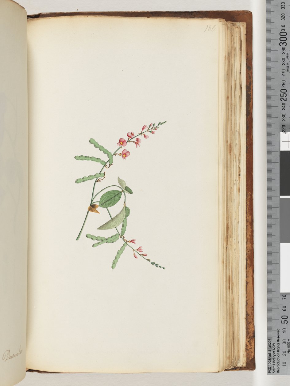 Pagina 186. Bloeiende plant, een klimplant door Unknown artist