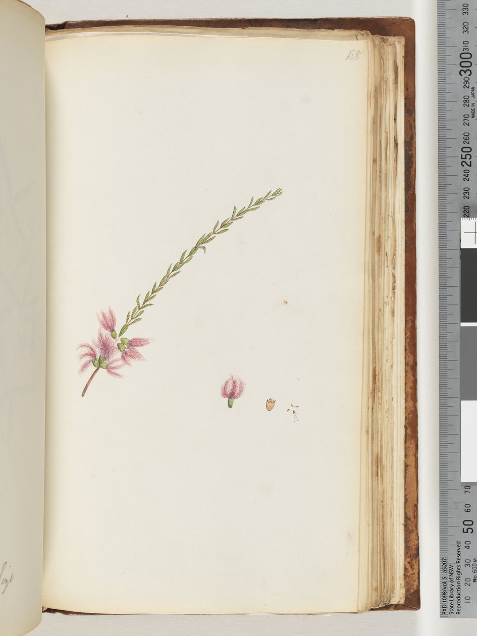 Pagina 188. Onbekende plant door Unknown artist