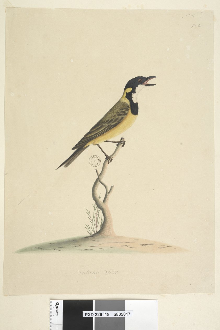 Pagina 18. Natuurlijke grootte Gouden Fluiter Pachycephala pectoralis, mannetje, 1791-92 door Unknown artist