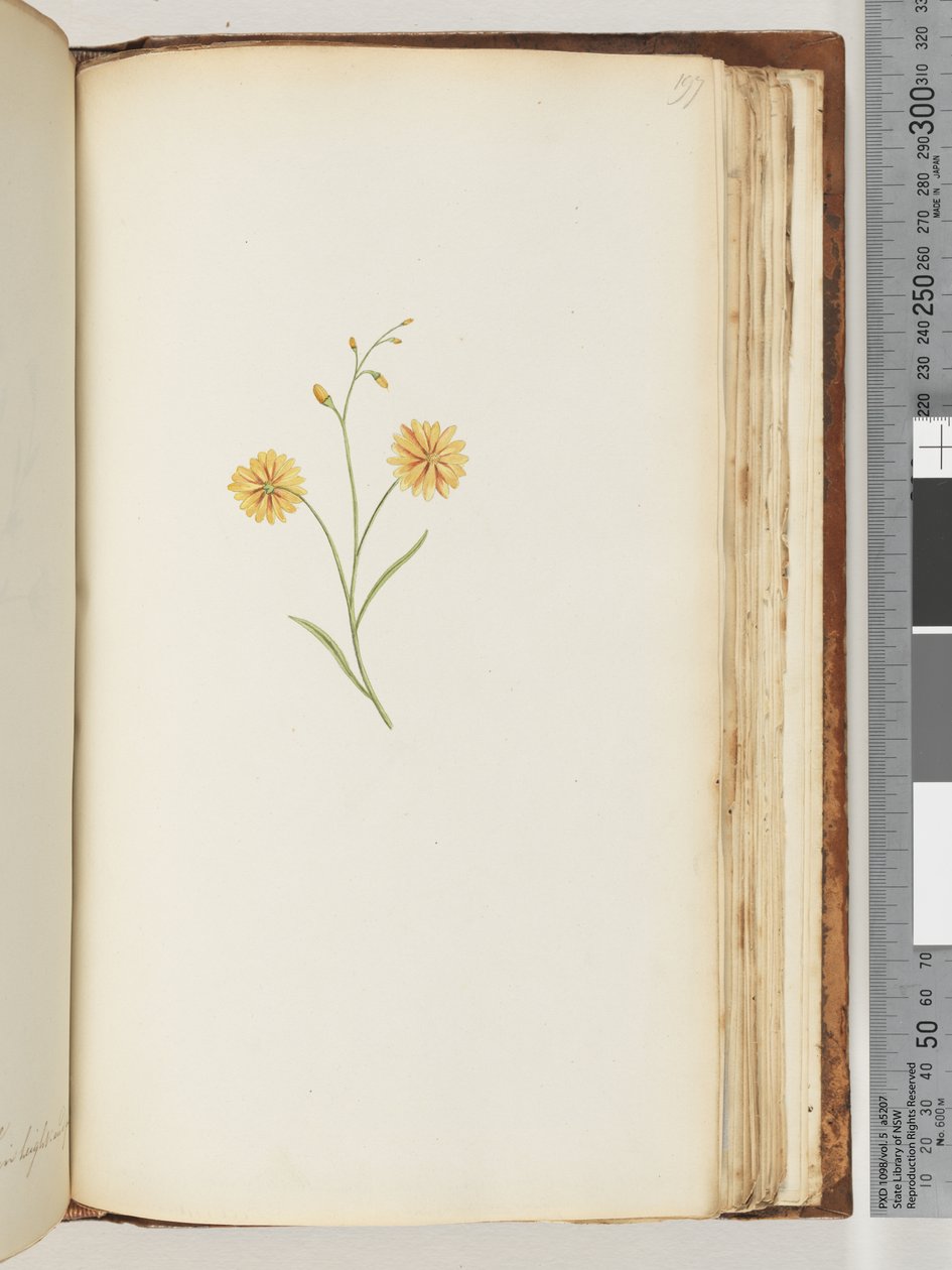 Pagina 197. Ongeïdentificeerde plant door Unknown