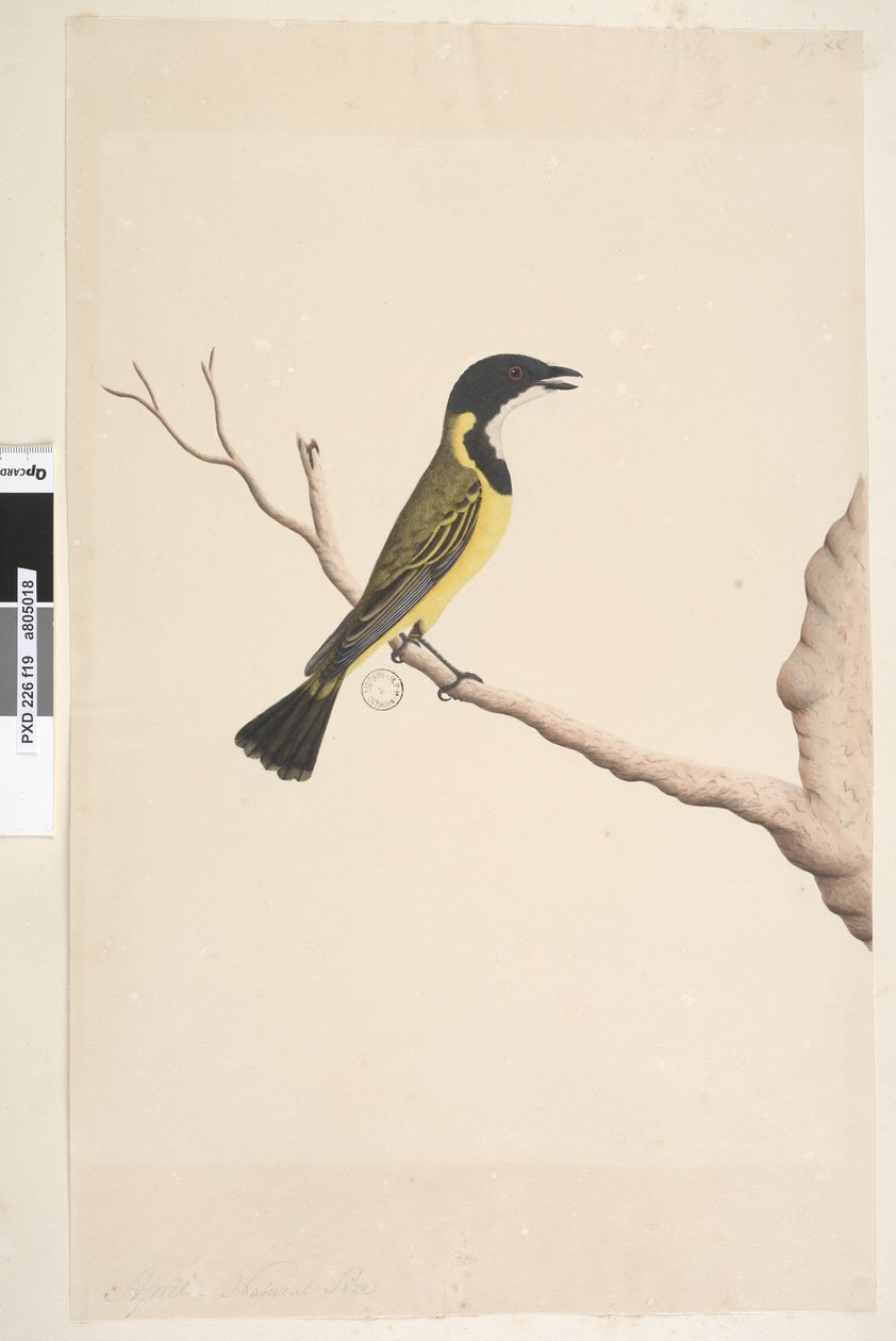 Pagina 19. April. Natuurlijke grootte Gouden Fluiter Pachycephala pectoralis, mannetje door Unknown artist