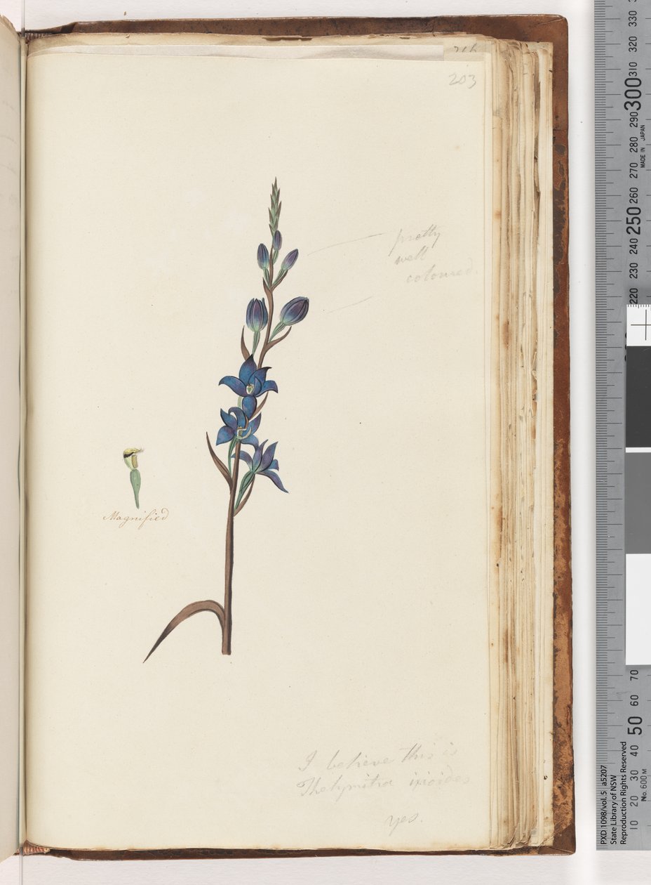 Pagina 203. Ik geloof dat dit Thelymitra ixioides is, Gevlekte Zon Orchidee door Unknown