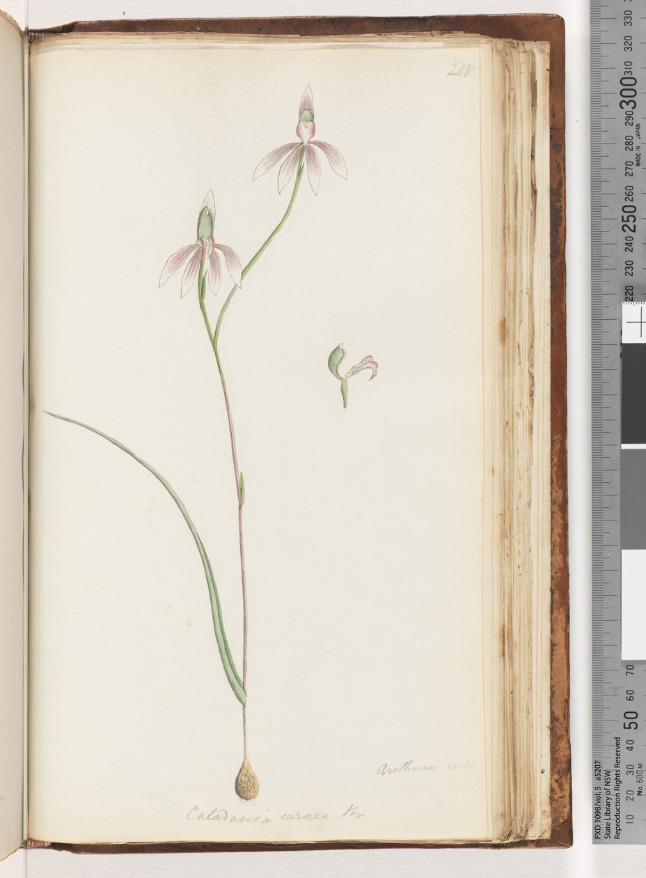 Pagina 208. Arethusa certe? Caladenia carnea Br / Roze Vingers Orchidee door Unknown artist