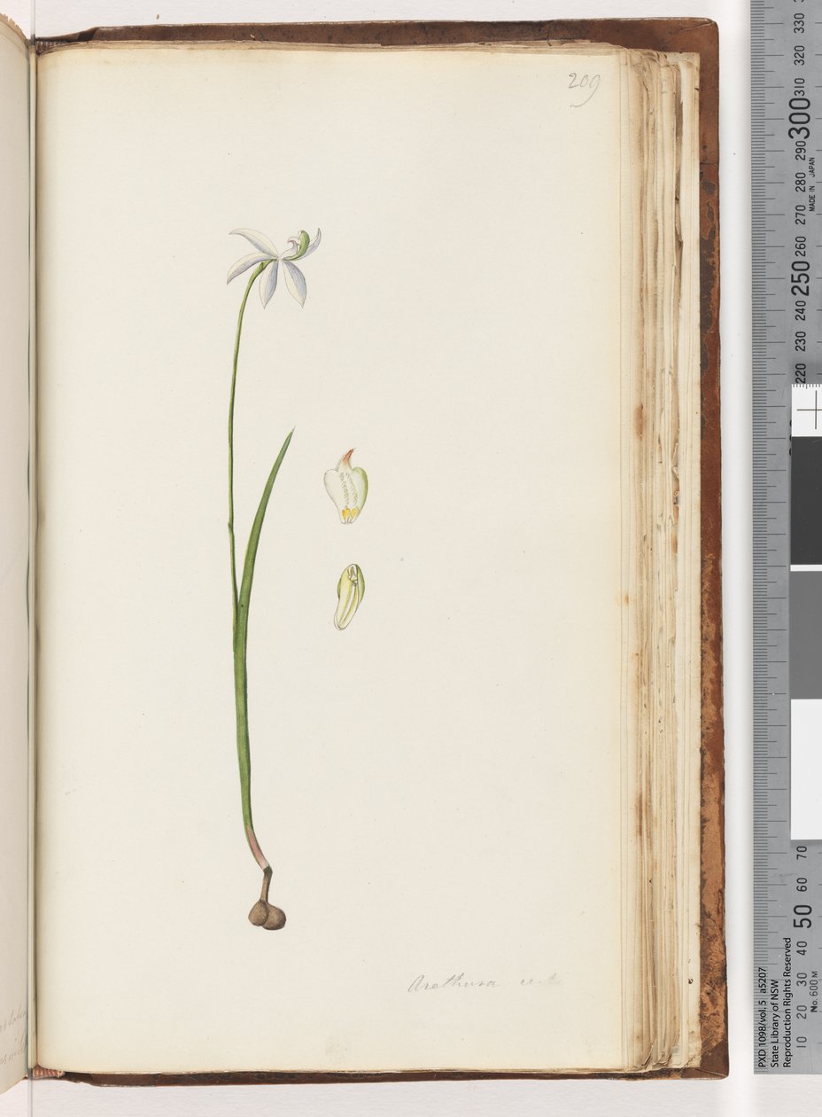 Pagina 209. Arethusa certe? door Unknown artist