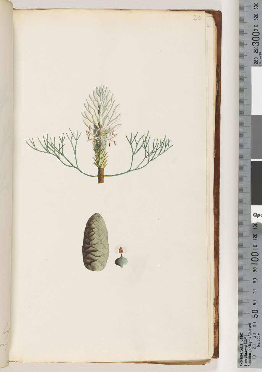 Naamloze plant door Unknown artist