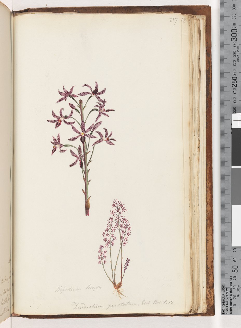 Pagina 217. Dipodium Brown / Dendrobium punctatum. Exot. Bot. t. 12. Hyacint Orchidee door Unknown artist