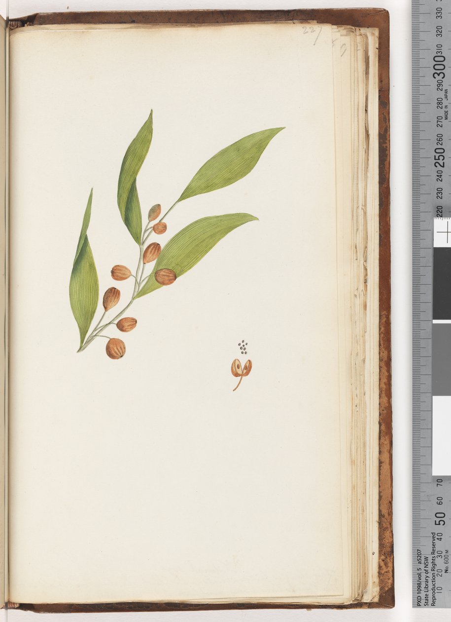 Pagina 227. Ongeïdentificeerde plant door Unknown