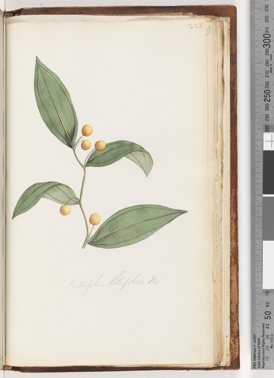 Pagina 228. Eustrephus latifolius Br. Wombatbes door Unknown artist