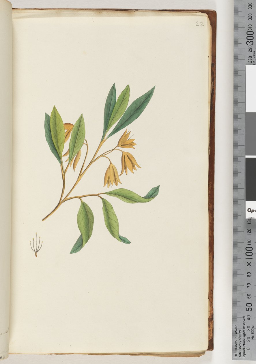Pagina 22. Onbekende plant door Unknown artist