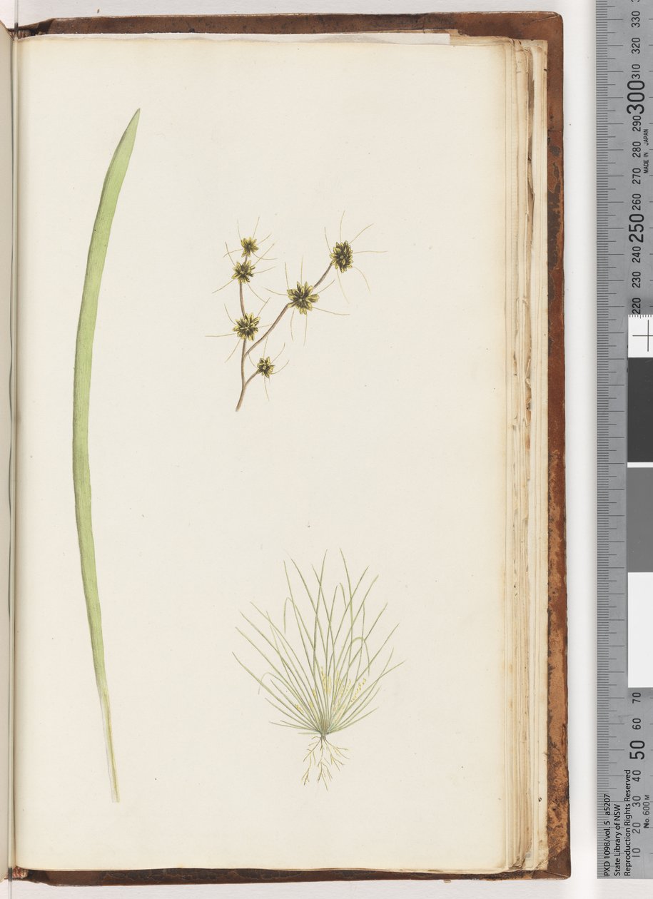 Pagina 234a. 1/4 Ongeïdentificeerde plant door Unknown artist