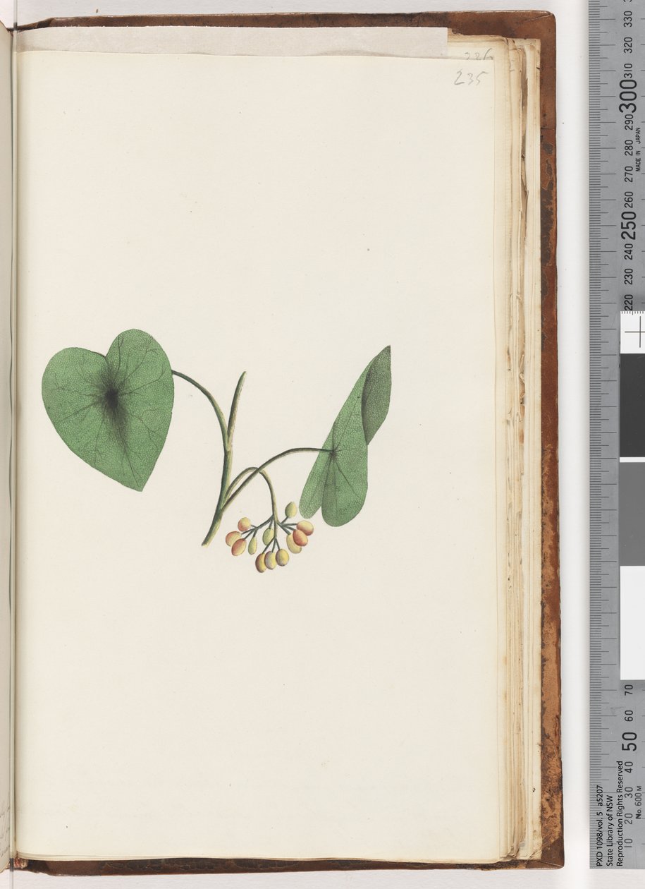 Pagina 235. Onbekende plant door Unknown artist
