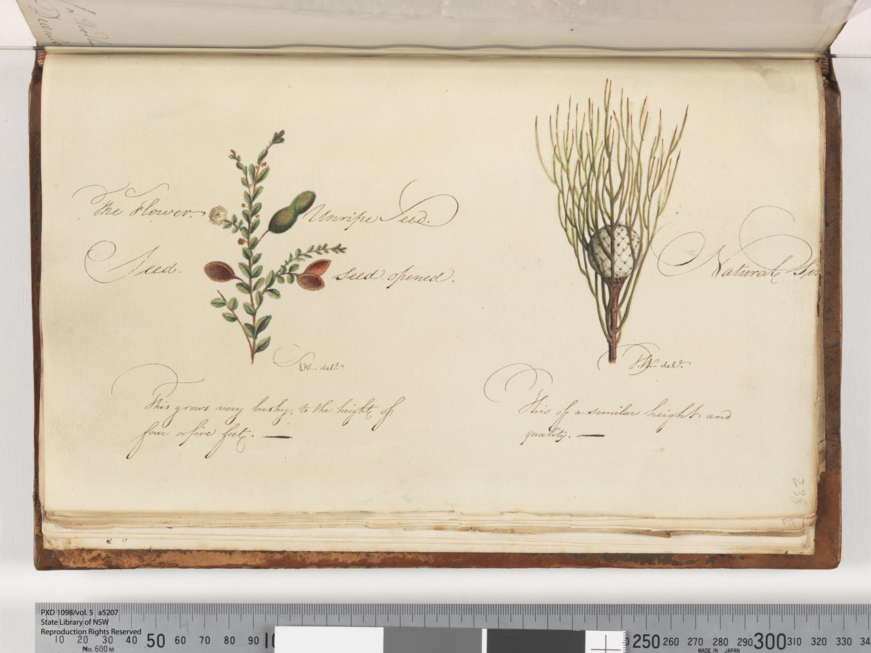 Pagina 238. Ongeïdentificeerde plant door Unknown artist