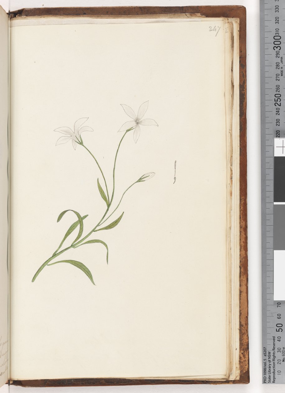 Pagina 247. Ongeïdentificeerde plant door Unknown artist