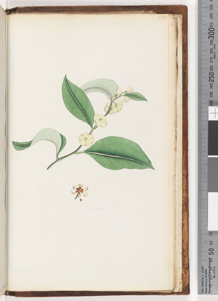 Pagina 250. Naamloze boom door Unknown artist
