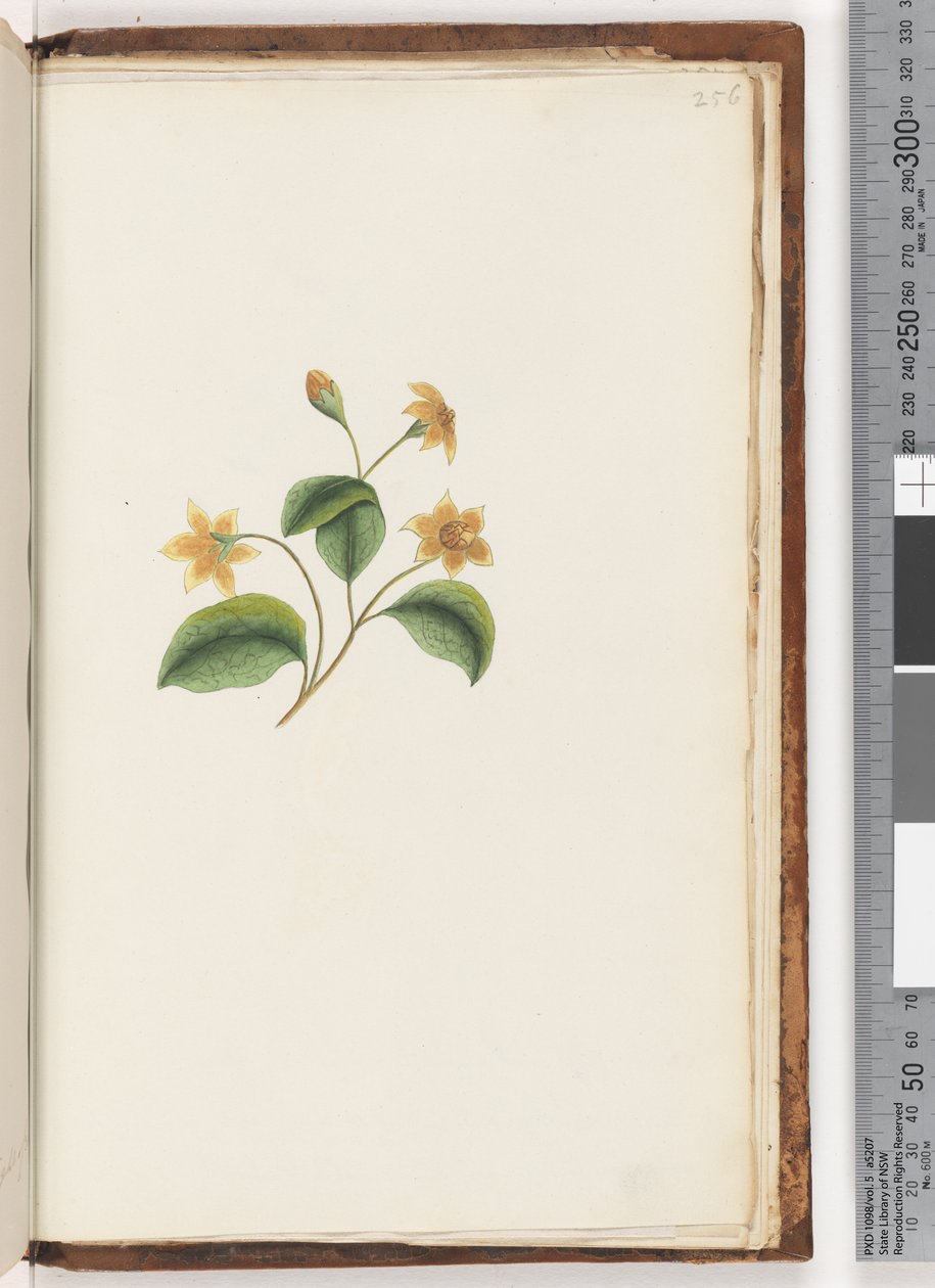 Pagina 256. Ongeïdentificeerde plant door Unknown