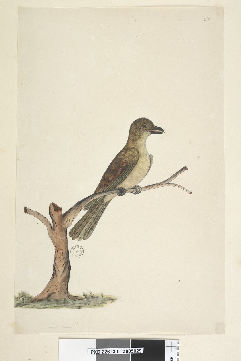 Pagina 30. ...? Norfolk Island Merel? Aplonis fuscus, vrouwtje, 1791-92 door Unknown artist