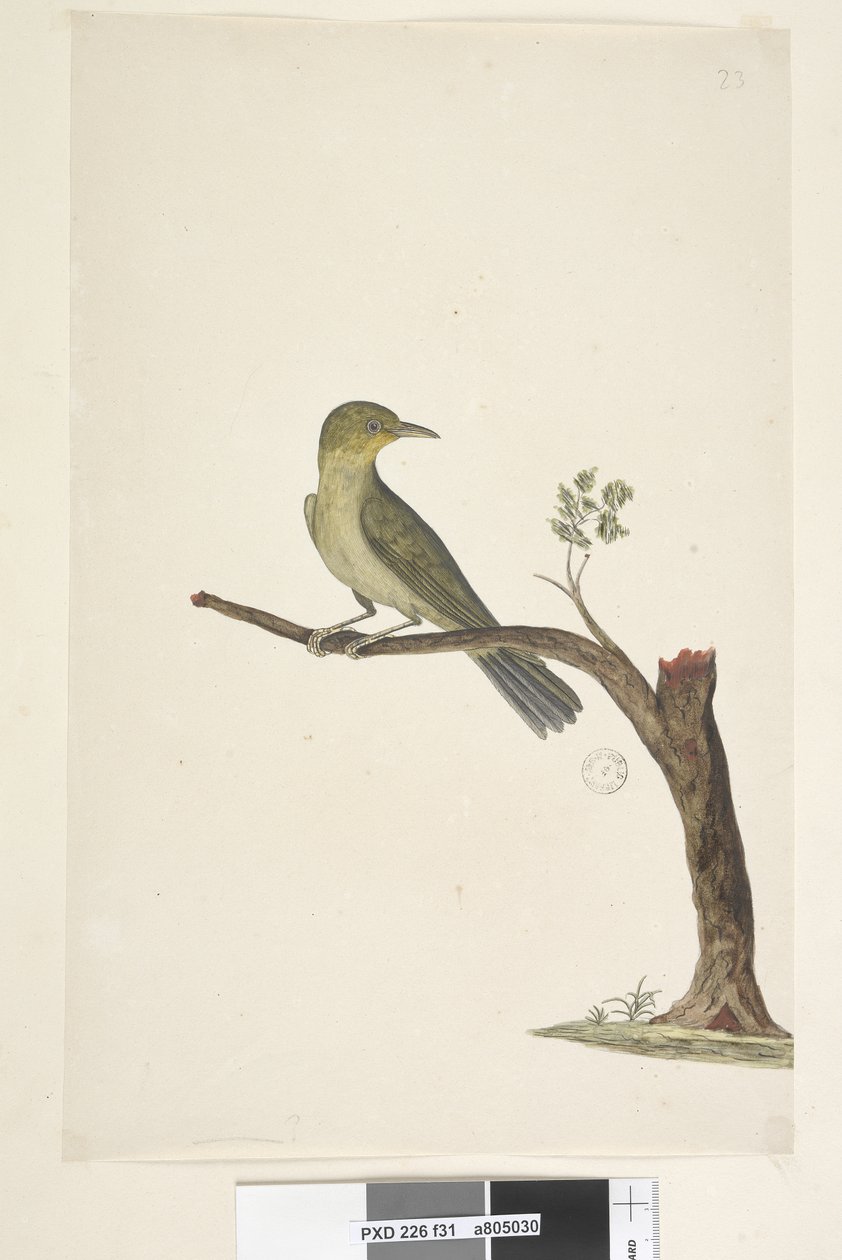 Pagina 31....? Slanke, Gebekte Witte, Oog Zosterops tenuirostris door Unknown artist