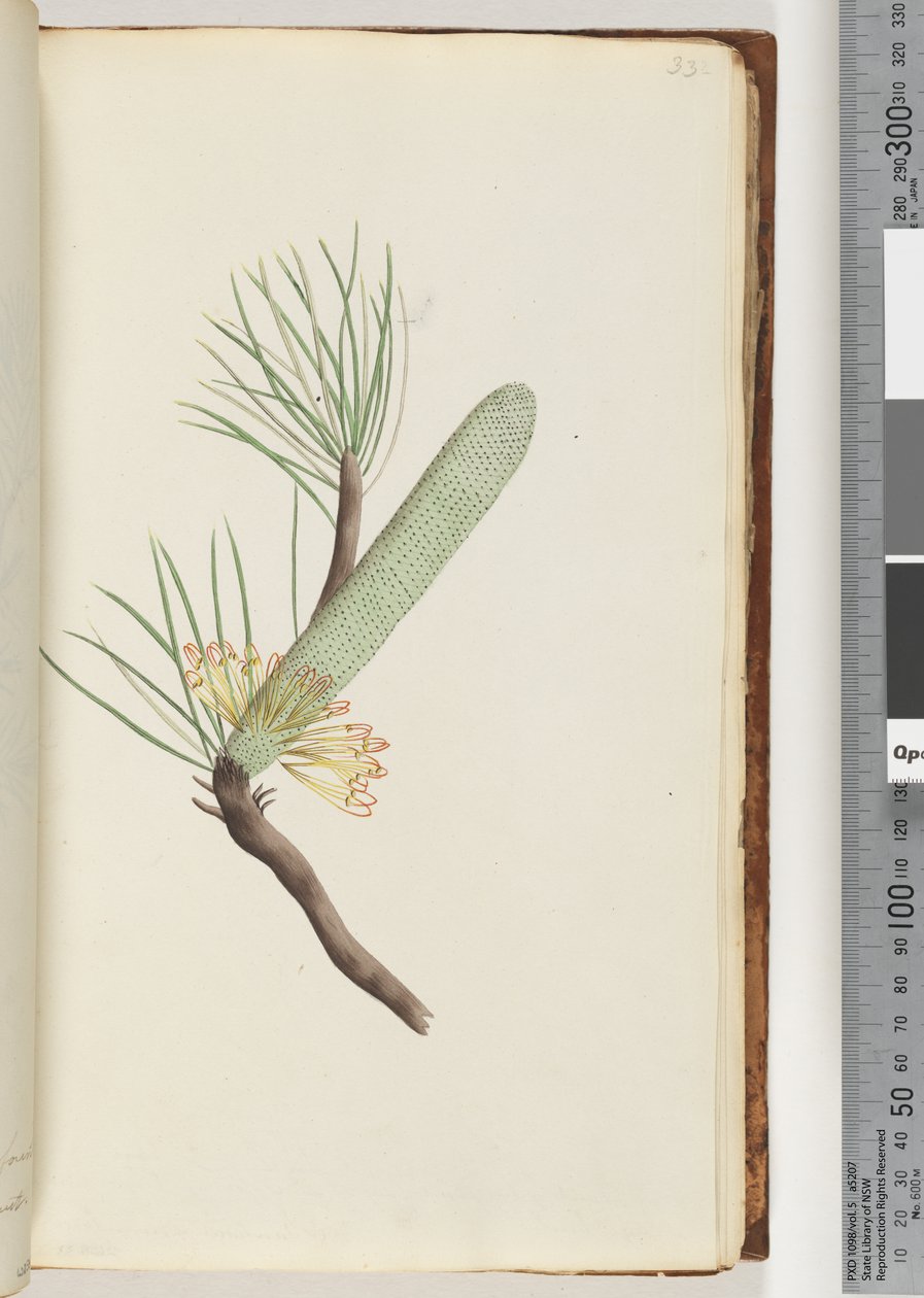 Pagina 33. Plant, Banksia spinulosa door Unknown artist