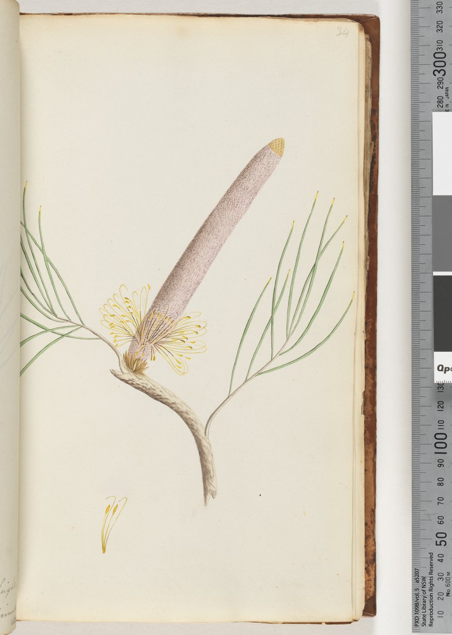 Pagina 34. Een Banksia door Unknown artist