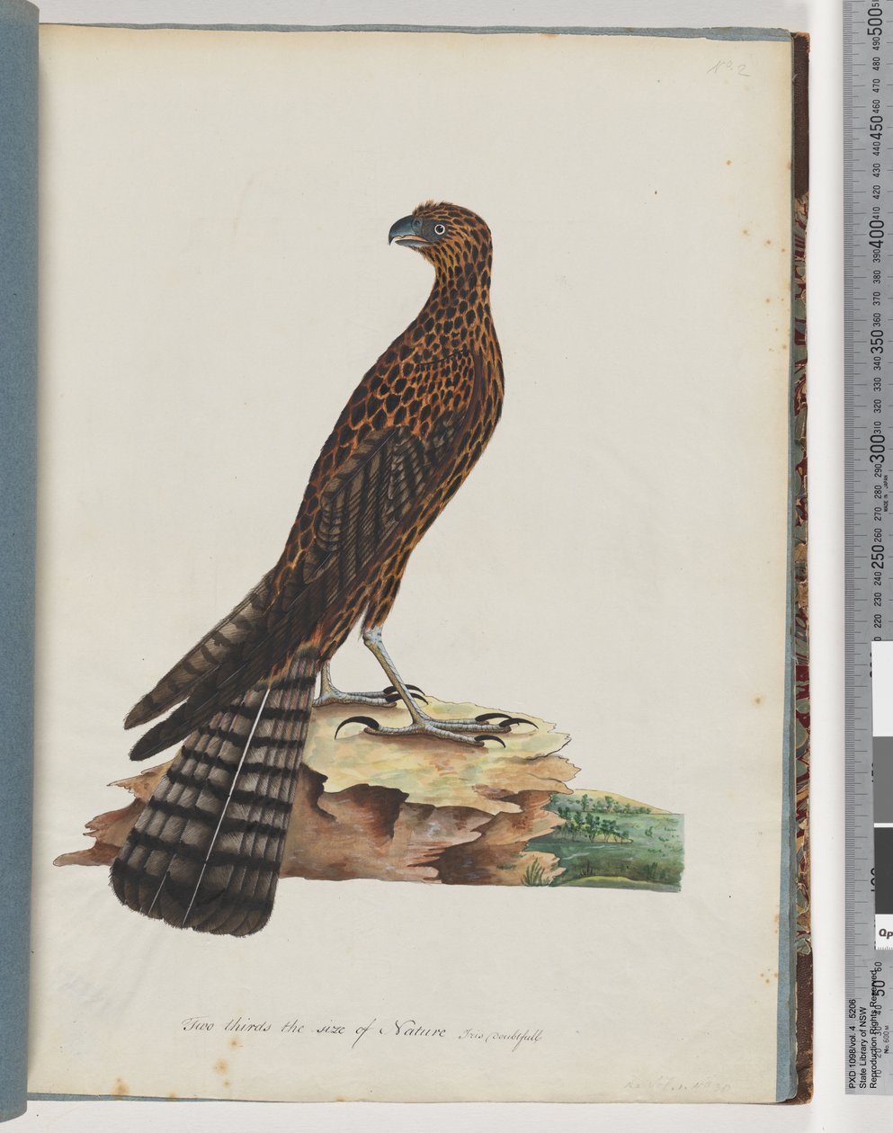Pagina 36. Rode Havik. Gestraalde Valk door Unknown artist