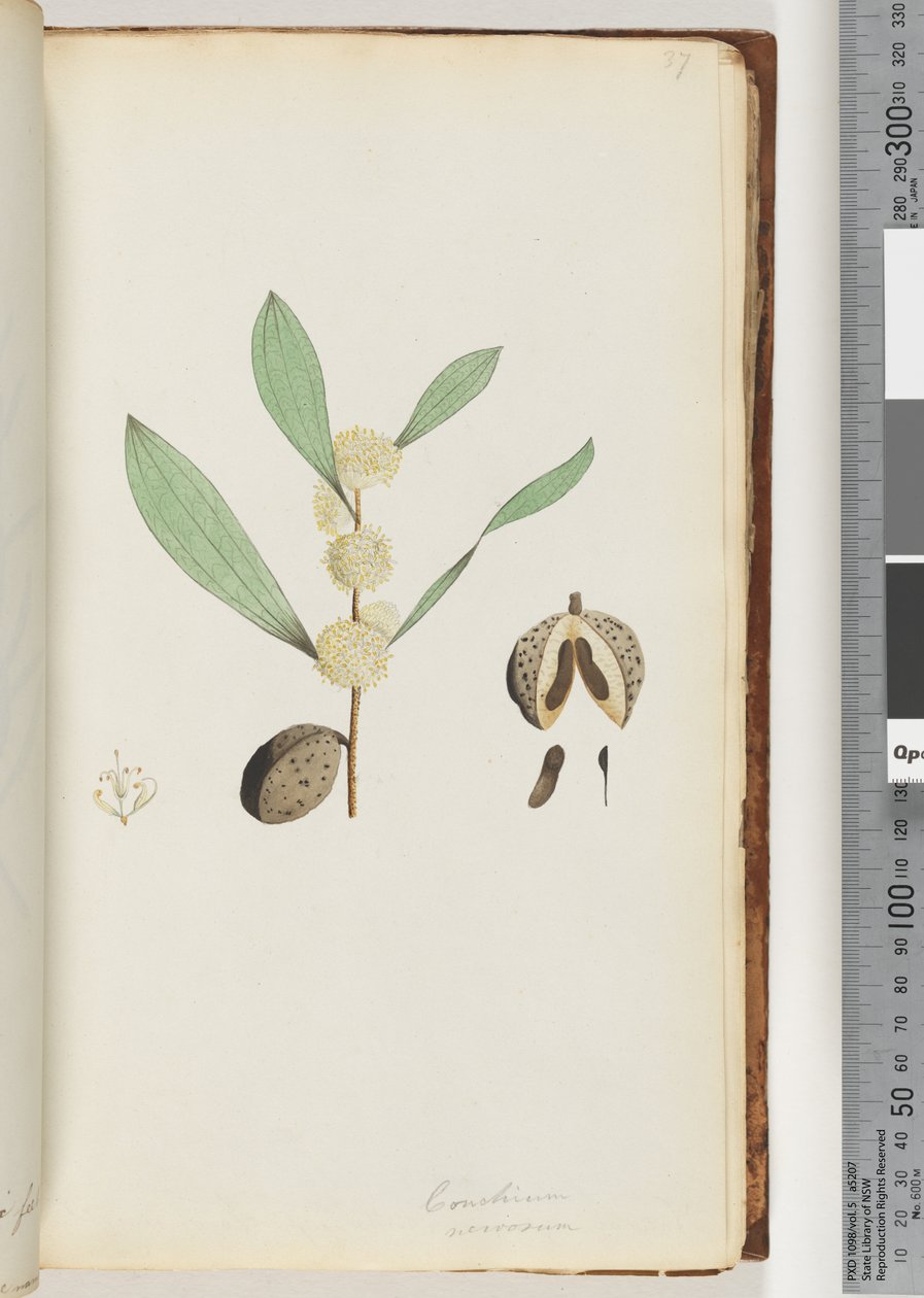 Pagina 37. Conchium nervosum door Unknown artist