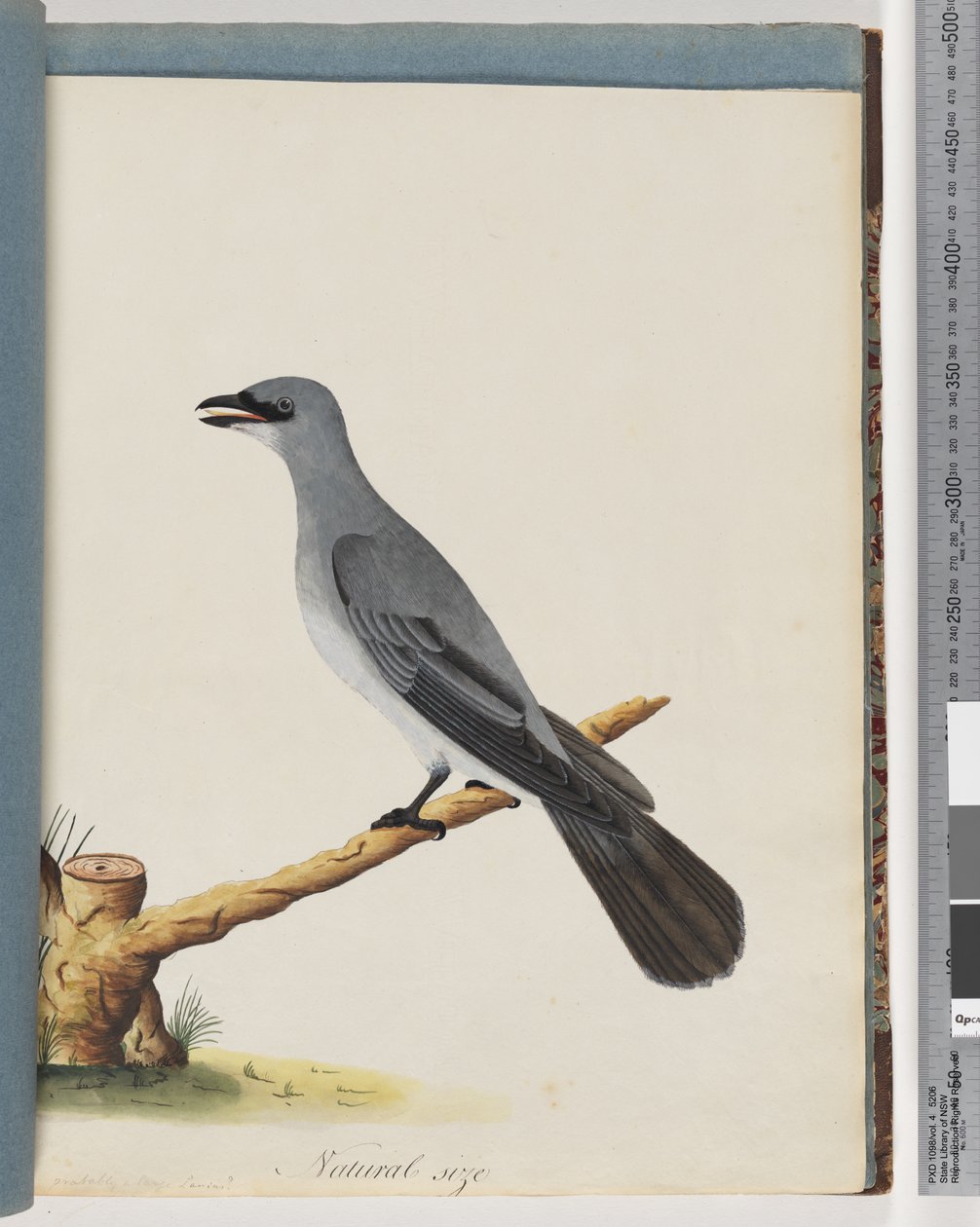 Pagina 38. Onbekende vogel, Waarschijnlijk een grote lanius door Unknown artist