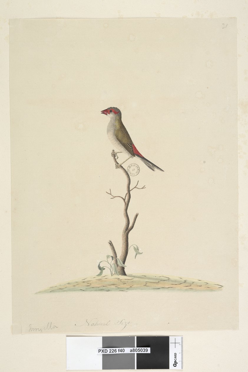 Pagina 40. Fringilla. Ware grootte Rood, Gebroekte Vink Neochmia temporalis Aegintha temporalis, 1791-92 door Unknown artist