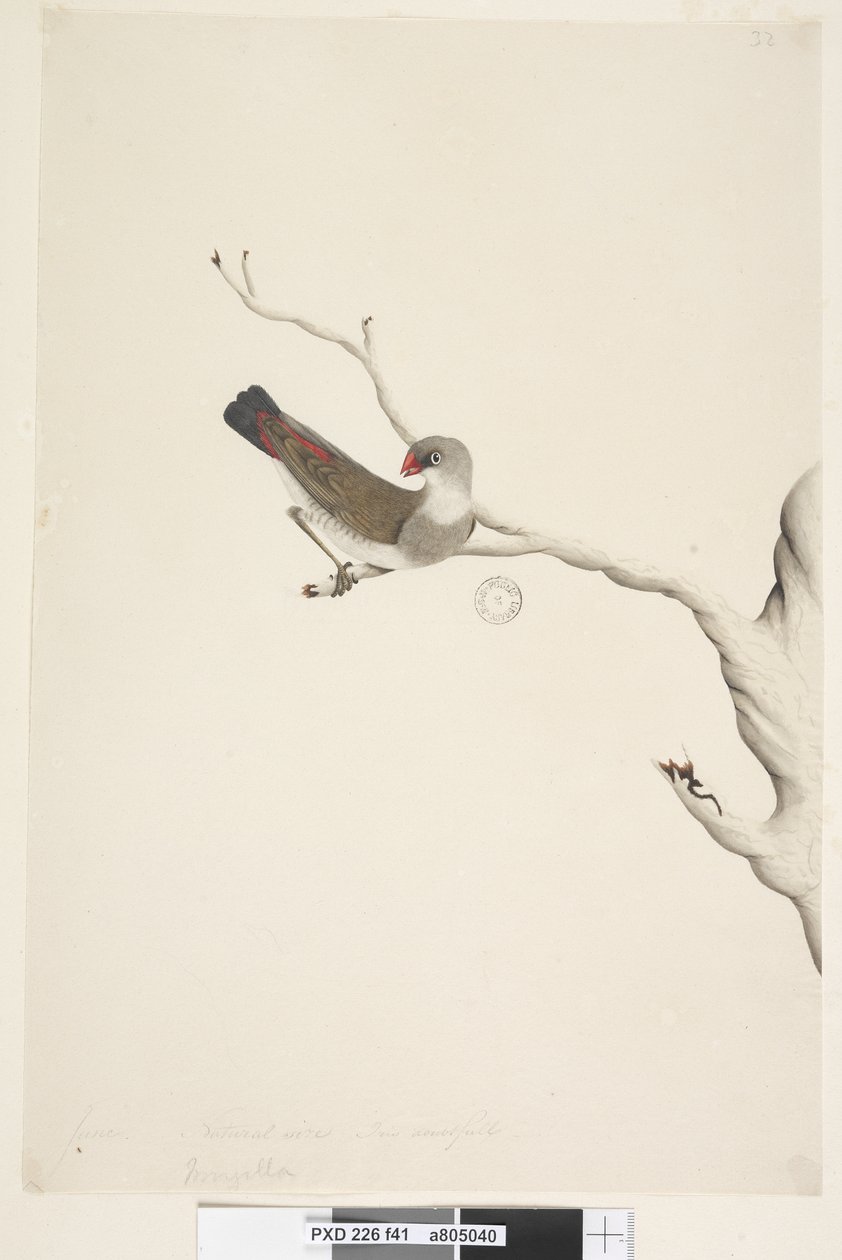 Pagina 41. Fringilla. boven titel in andere hand Juni. Natuurlijke grootte. Iris twijfelachtig Diamantvink Stagonopleura guttata, onvolwassen, 1791-92 door Unknown artist