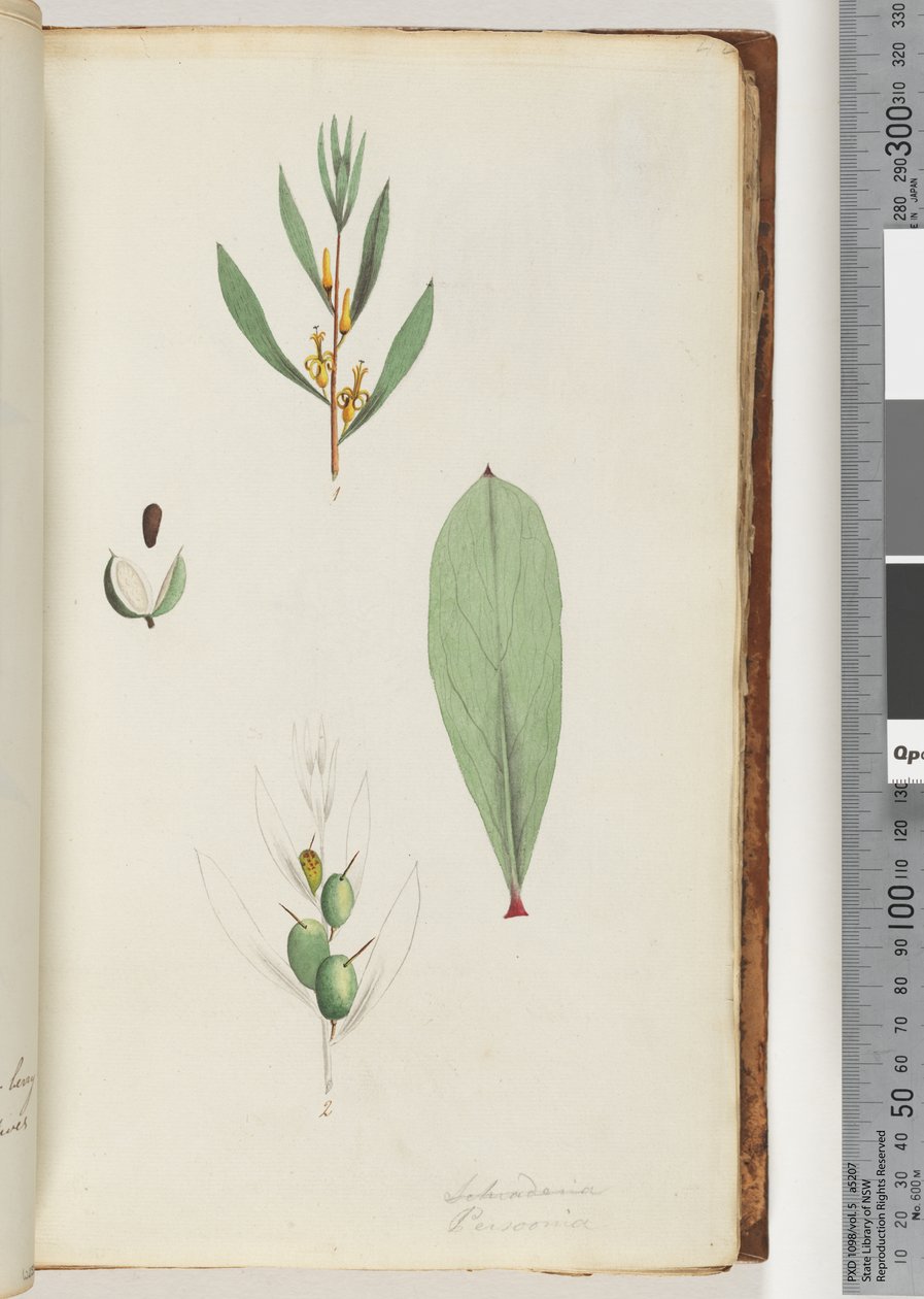Pagina 42. Schraderia / Persoonia door Unknown artist