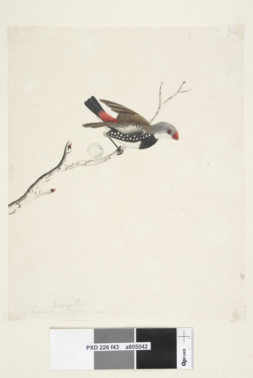 Pagina 43. Fringilla. onder titel in andere hand Februari. Ware grootte Diamantvink Stagonopleura guttata, 1791-92 door Unknown artist