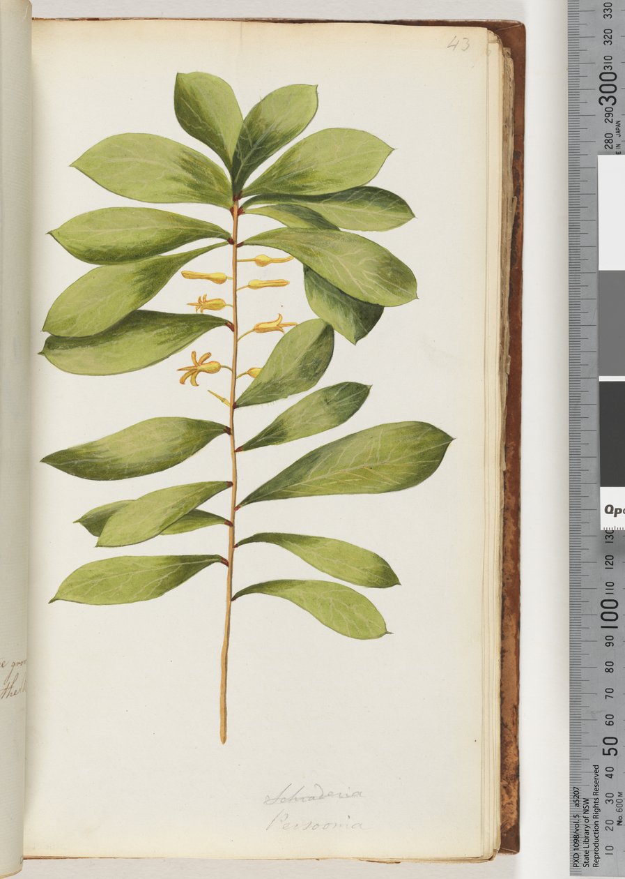 Pagina 43. Schraderia / Persoonia door Unknown artist