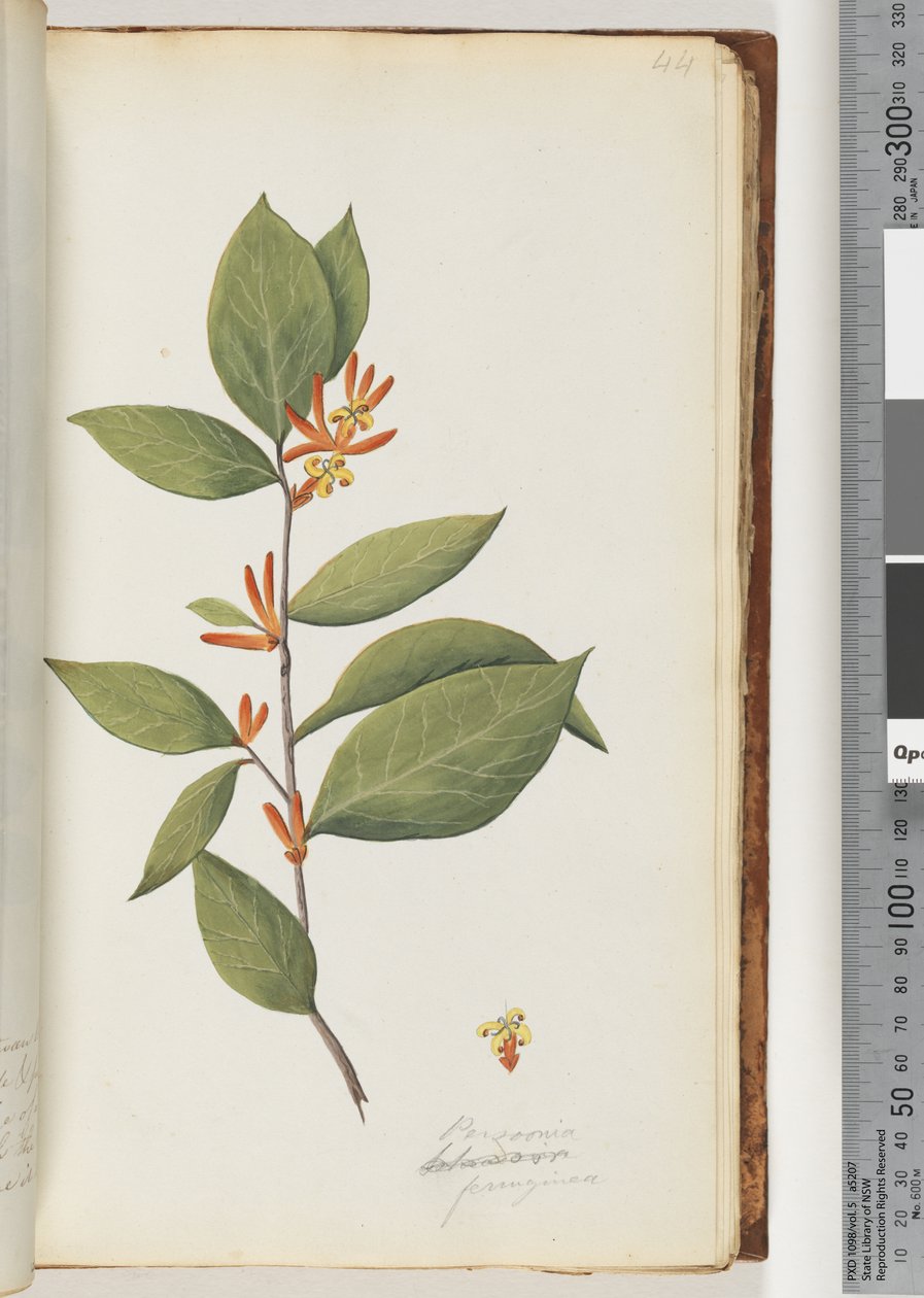 Persoonia / Schraderia ferruginea door Unknown artist