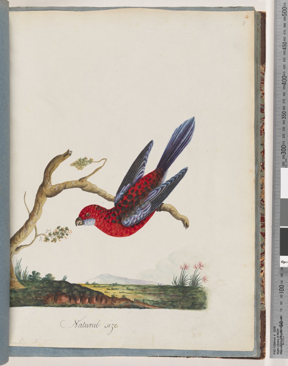 Pagina 45. Crimson Rosella. Pennantian Papegaai door Unknown artist